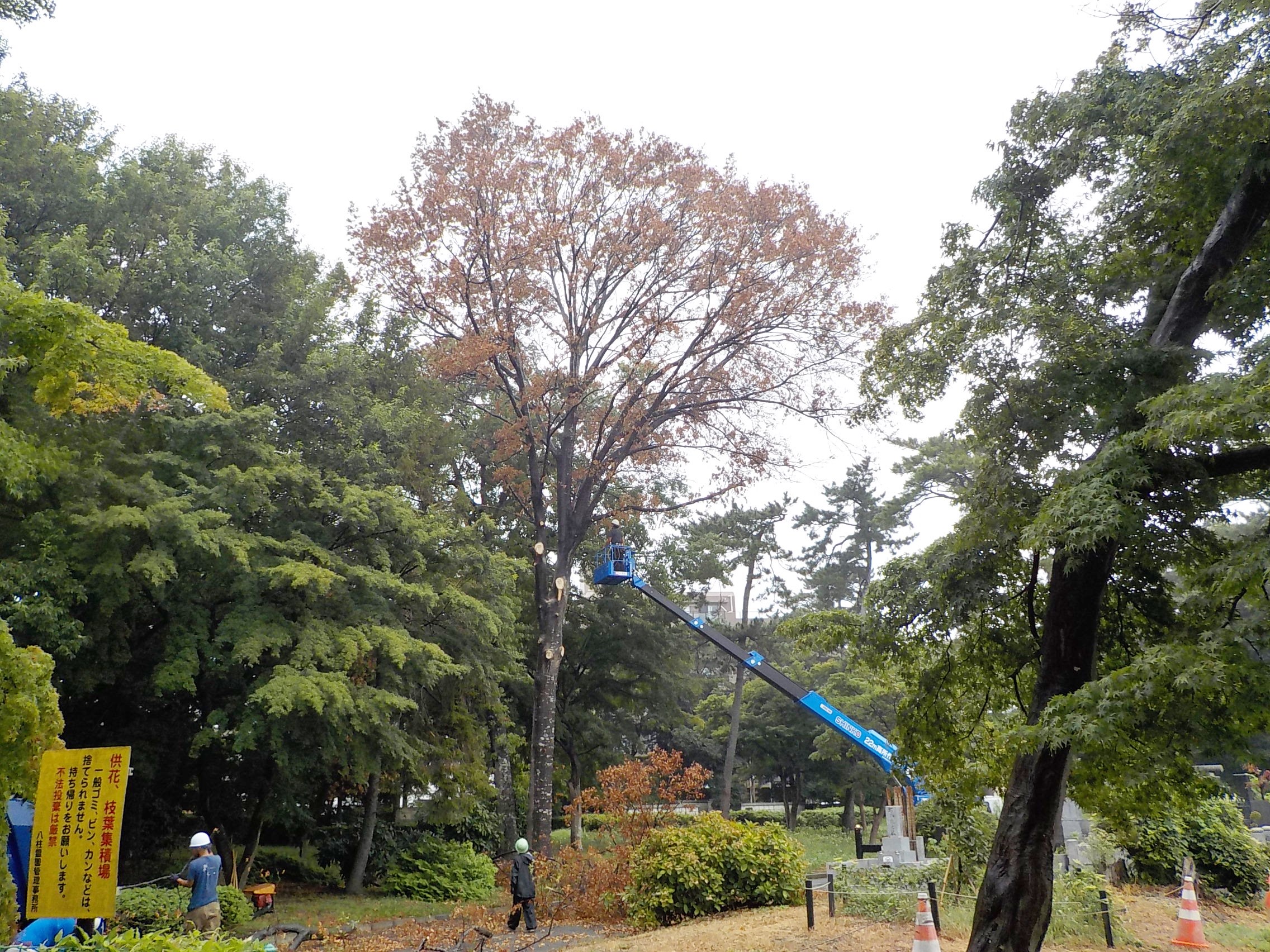 台風対策枯損木撤去作業