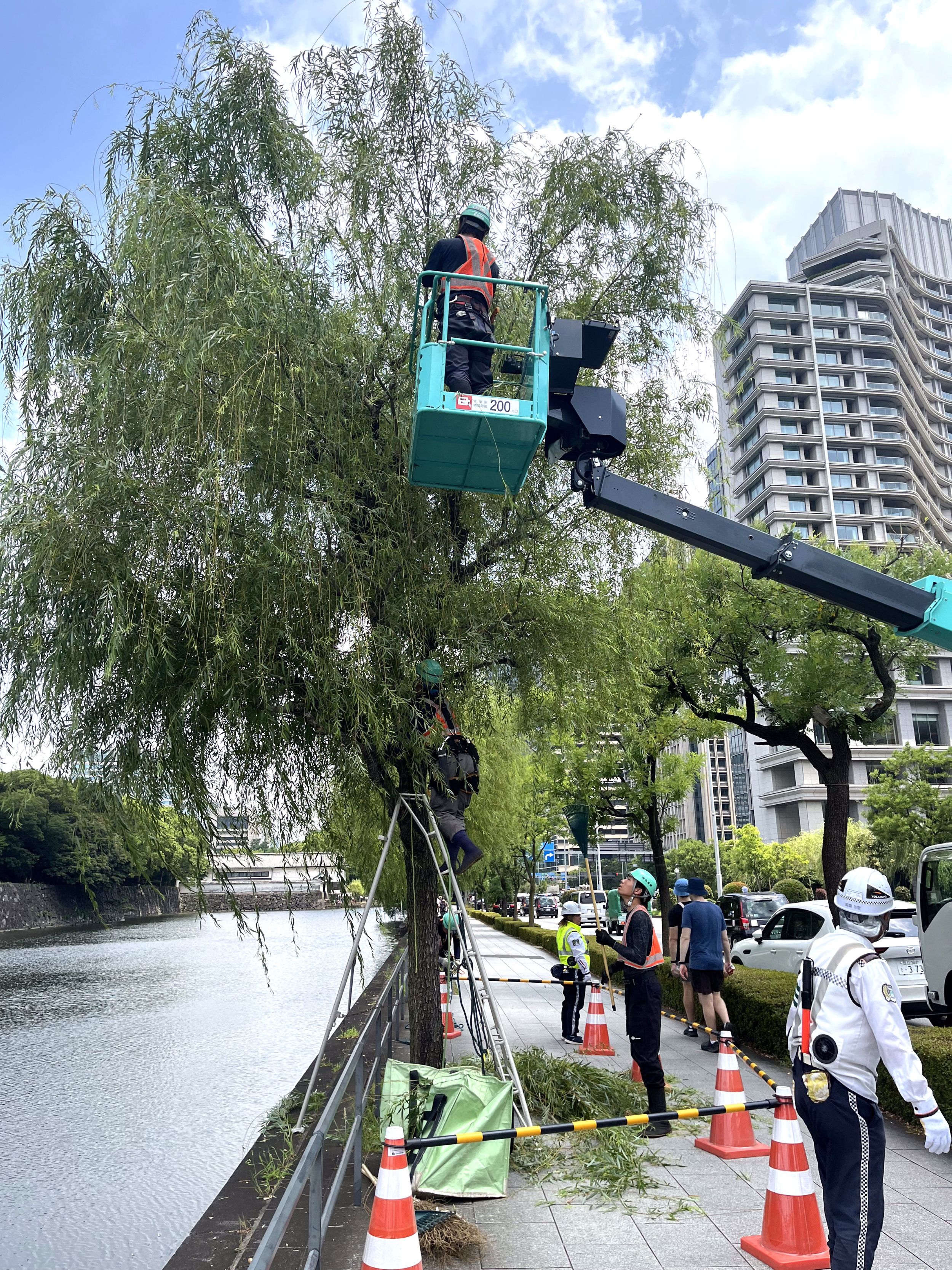 街路樹剪定委託（7千代田）