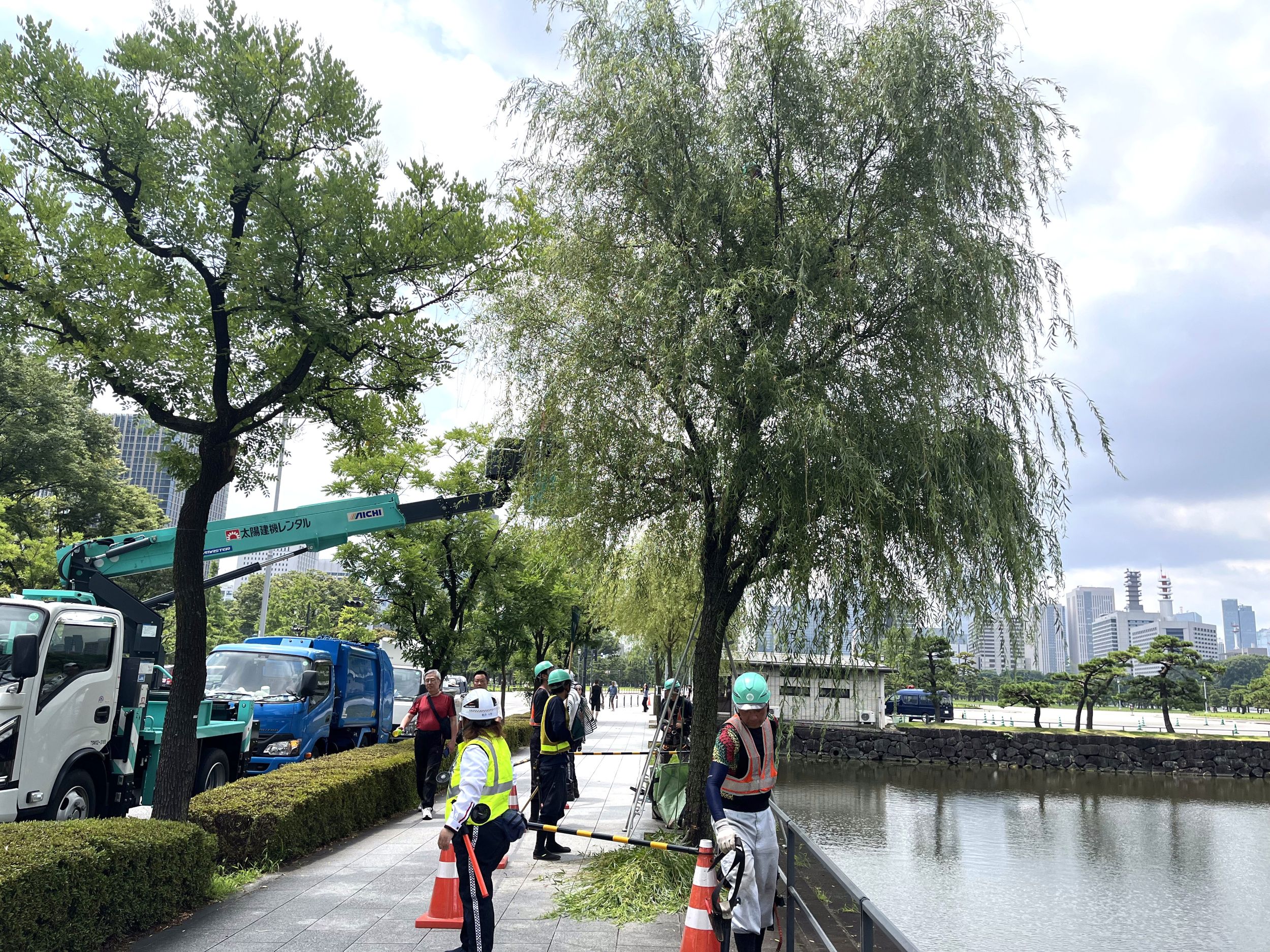 街路樹剪定委託（7千代田）