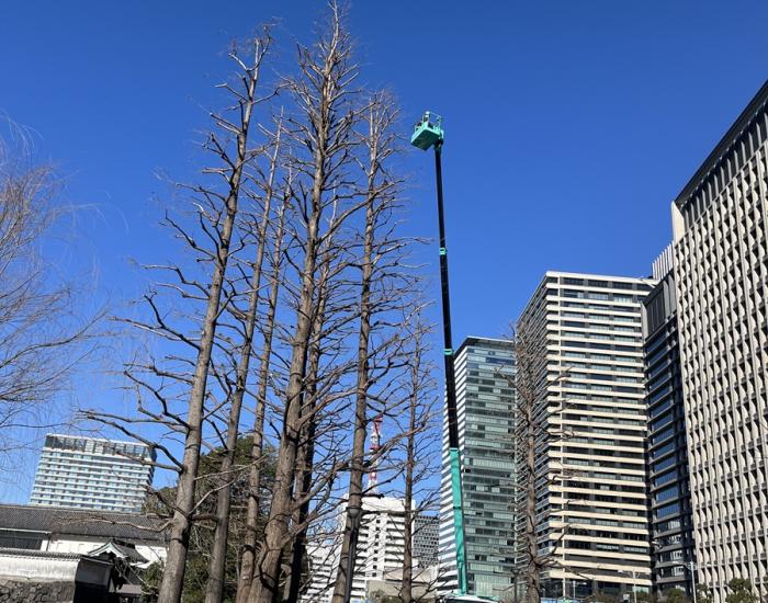 街路樹剪定委託（7千代田）