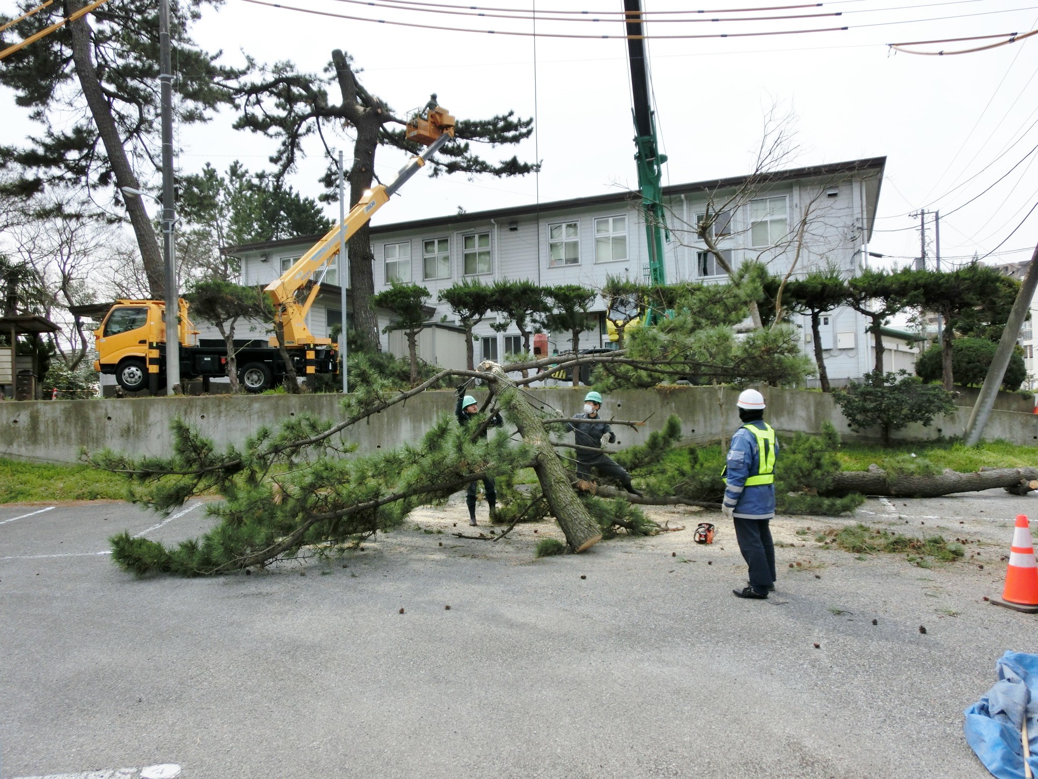 千葉森林管理事務所庁舎敷地危険木処理作業