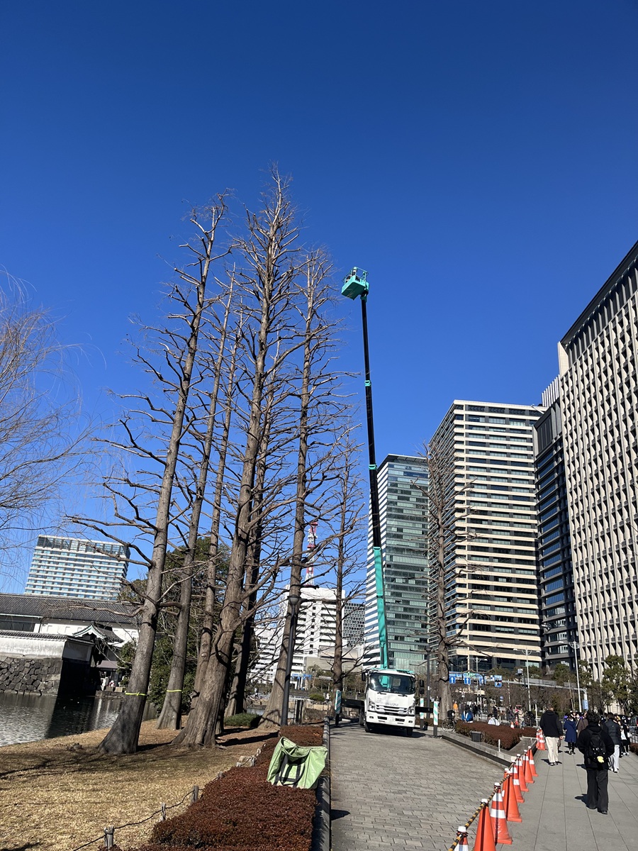 街路樹剪定委託（7千代田）