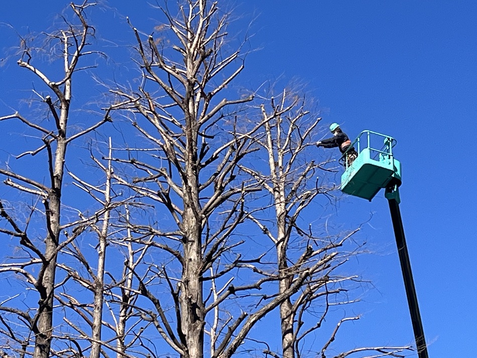 街路樹剪定委託（7千代田）