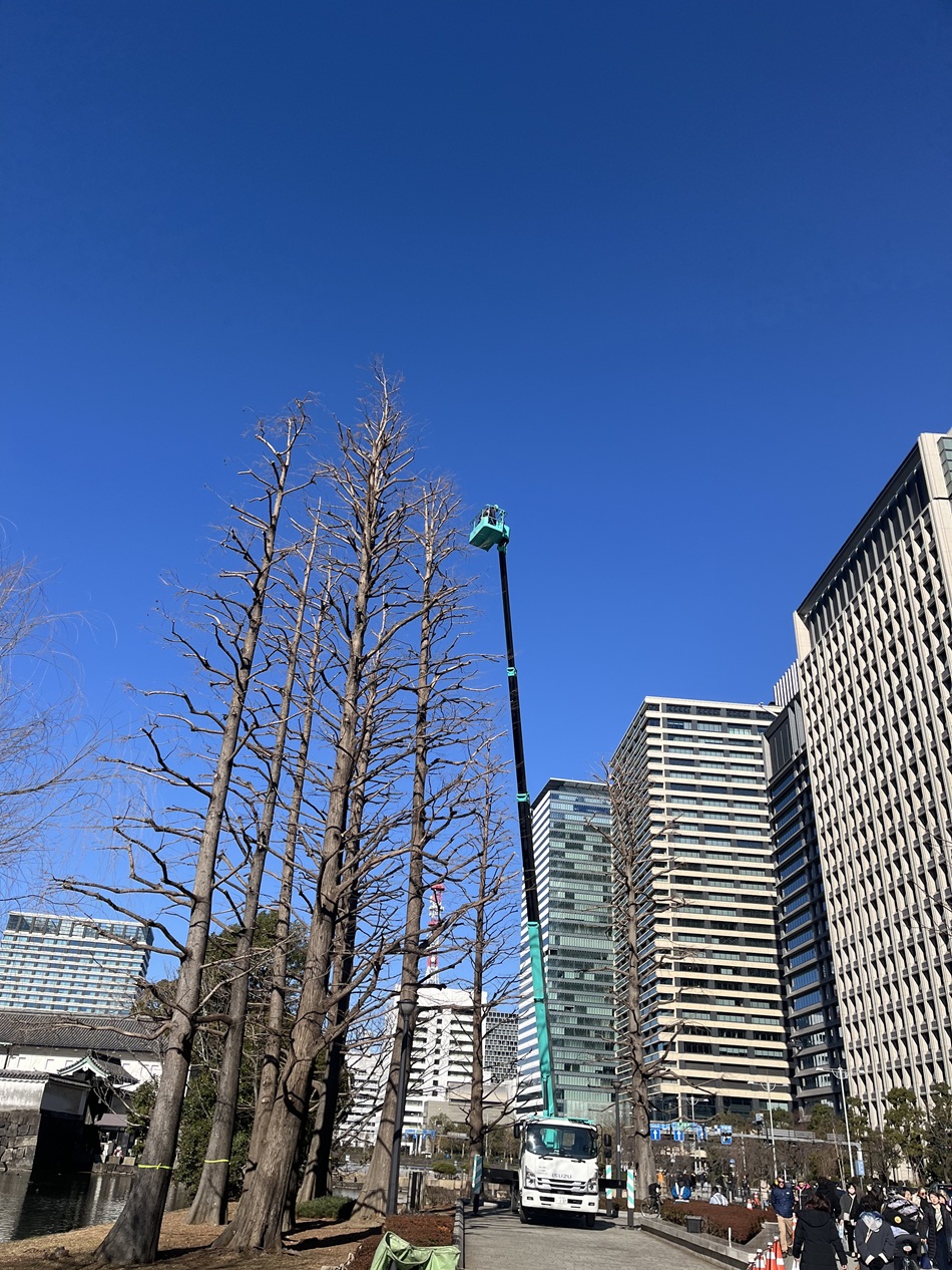 街路樹剪定委託（7千代田）