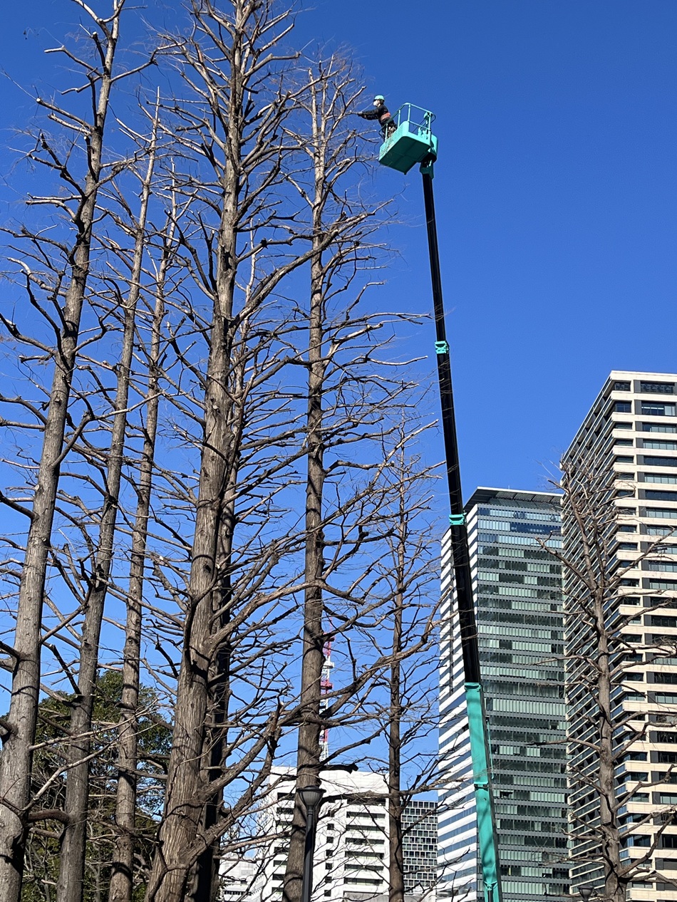 街路樹剪定委託（7千代田）