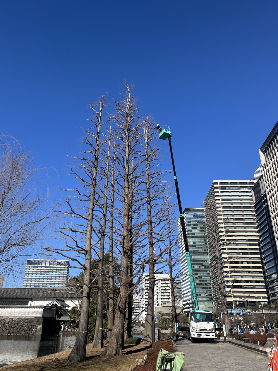 街路樹剪定委託（7千代田）