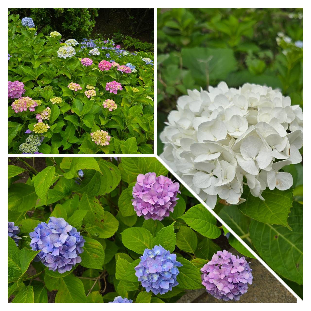 なぎさ公園ポニーランド