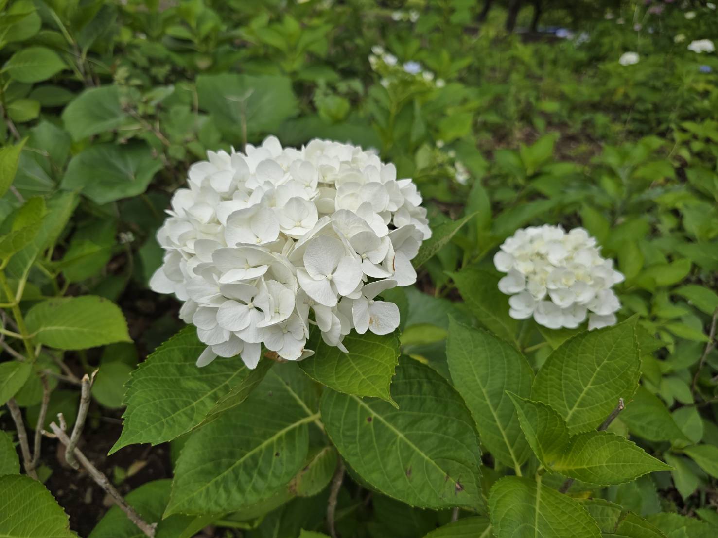 なぎさ公園ポニーランド