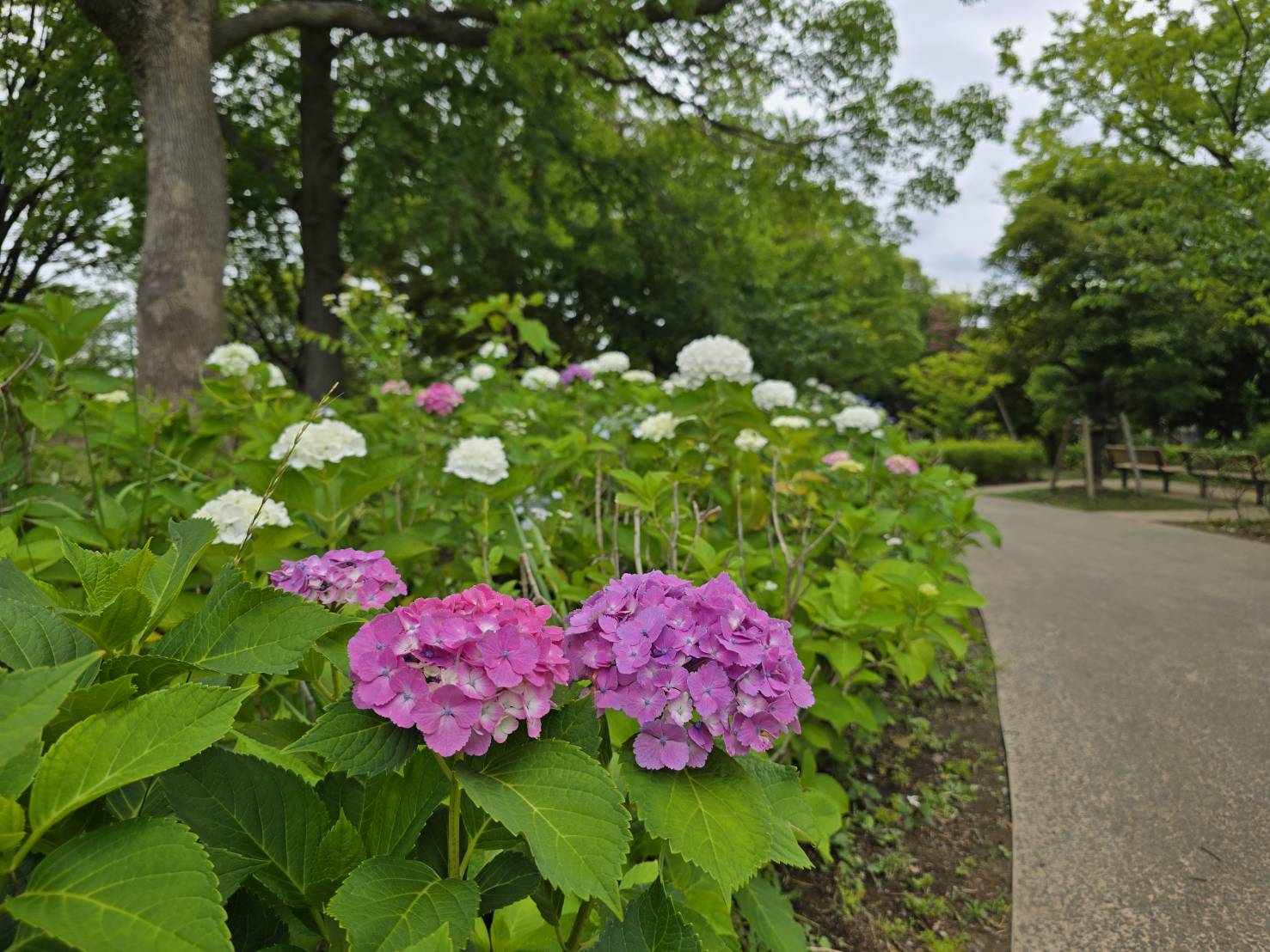 なぎさ公園ポニーランド